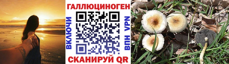 omg вход  Кашин  Галлюциногенные грибы MAGIC MUSHROOMS  даркнет сайт 